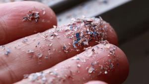 Microplastiques : une menace pour la santé des chiens