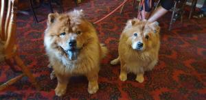 Débat sur l’accès au pub anglais : enfants versus chiens