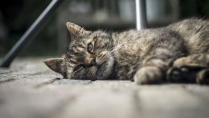 Étude sur la longévité des races de chats