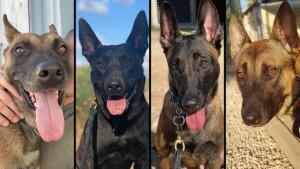 Le Hamas tue un chien de Tsahal à Gaza
