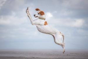 Les Comedy Pet Photo Award 2024