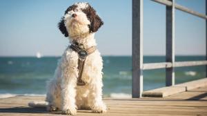 Les chiens danois et leur consommation de cannabis