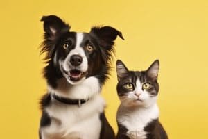 Union européenne : Nouvelles Règles pour le Bien-être des Chiens et Chats