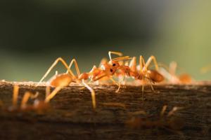Un chien robot avec IA pour repérer les nids de fourmis de feu