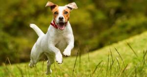 Les Chiens peuvent-ils avoir le TDAH ?