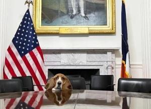 Élections Canines à New York