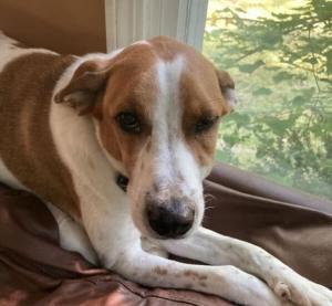 Justice pour Milo : Le chien frappé sur un terrain de golf