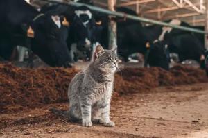 H5N1 : le Virus affecte chats et fermes laitières