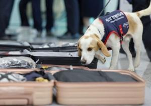 Corée du Sud: Un chien renifleur pour détecter les punaises de lit après les JO de Paris