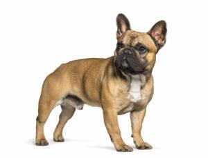 Bouledogues français abandonnés : Une Urgence Canine