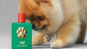 Un parfum de luxe pour chiens Dolce et Gabbana