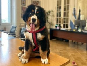 Thor, le chien de la Casa Rosada, nouvelle star