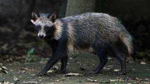 Les chiens viverrins au cœur de l&rsquo;origine du COVID-19