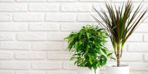Allergies aux plantes chez le chien