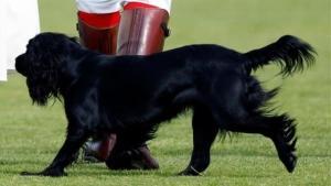 William et Kate : Leur lien spécial avec leurs chiens