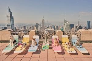 Gray Malin: Les chiens posent dans les monuments de New York