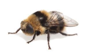 Découverte rare d’un parasite d’élan chez un chien