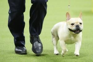 Quelle est la race de chien qui vit le moins longtemps ?