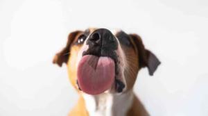 Les léchouilles des chiens : comprendre leurs intentions