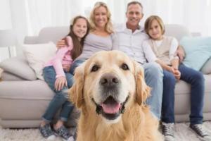 Les chiens des membres de la famille : impact sur les soins