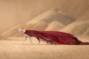 Dog Photography Awards: Le concours de photographie canine 2024