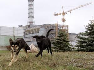 Les Chiens de Tchernobyl : Survivants d’un Monde Hostile