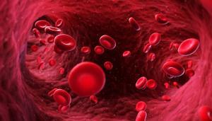 Une révolution : du sang de chien cultivé en laboratoire