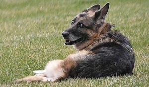 Les chiens de Biden et leurs incidents avec les services secrets