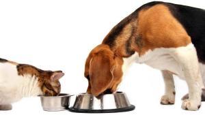 Le Marché des Aliments pour Chiens en Pleine Croissance