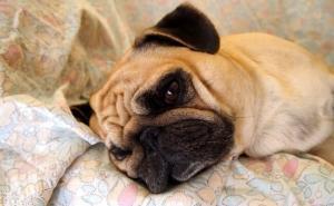 Comprendre et traiter la dépression chez le chien