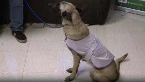 Les chiens au service de la justice