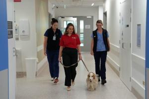Les chiens thérapeutes apaisent la douleur