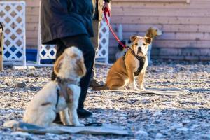 Vers un examen pour les maîtres de chiens en Valais