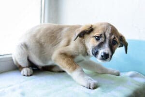 Le bruit, une vraie souffrance pour les chiens