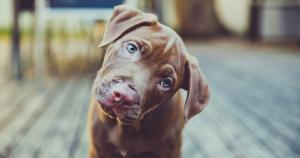 Pourquoi les chiens penchent la tête ?