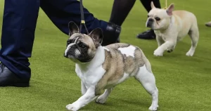 PETA attaque les standards des races de chiens