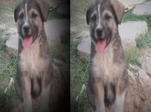 Un chien sauve 67 personnes d’un glissement de terrain